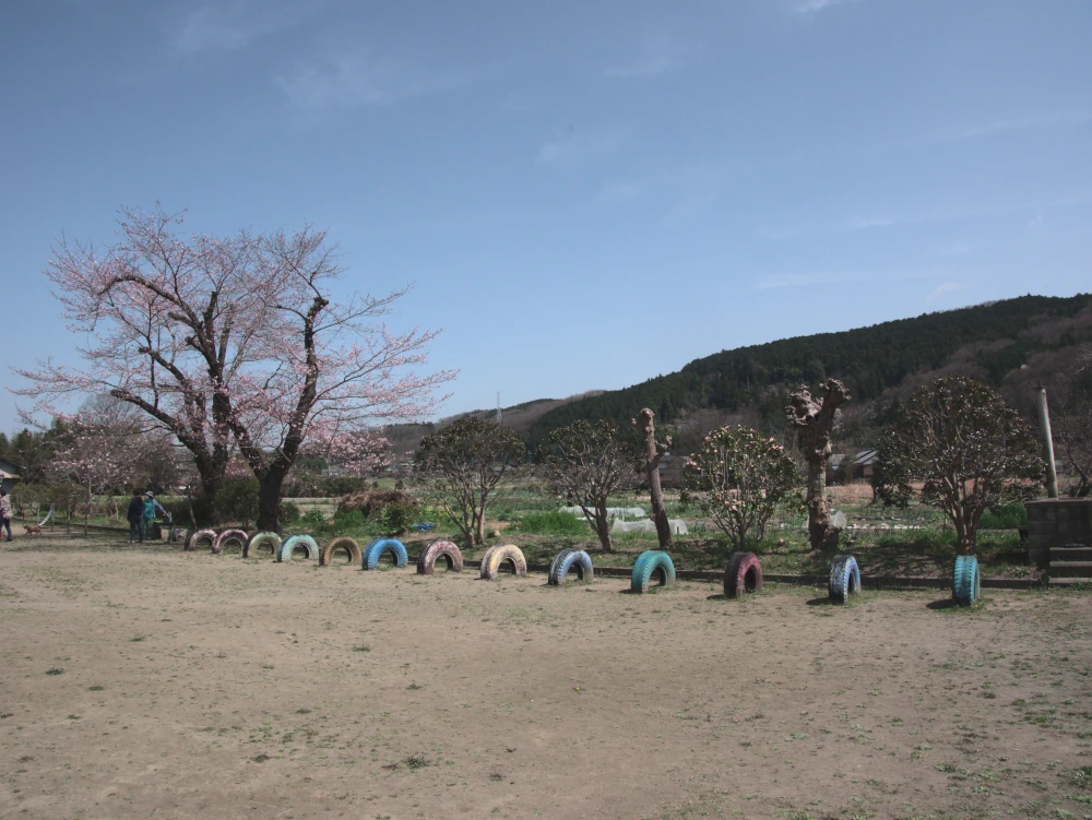 The school ground with sakura and colorful tires